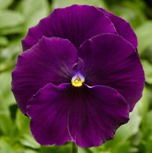 Виола крупноцветковая Дельта Про Клиа Виолет [100 шт] - ООО «Семена Тут»