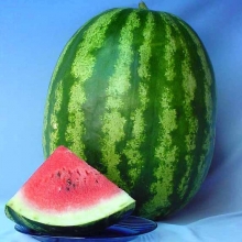 Арбуз Продюссер - ООО «Семена Тут»