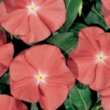 Катарантус Хитвэйв Санта Фе [1000 шт] - ООО «Семена Тут»