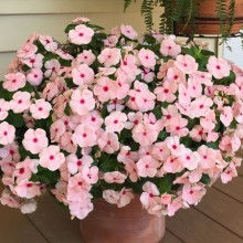 Катарантус ампельный Солар Аваланж Эприкот [100 шт] - ООО «Семена Тут»