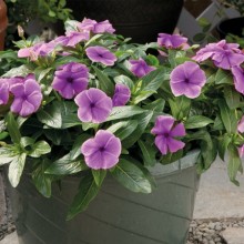 Катарантус ампельный Солар Аваланж Блюберри [100 шт] - ООО «Семена Тут»