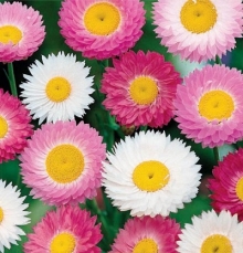 Акроклинум Смесь окрасок - ООО «Семена Тут»