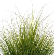 img-1: Осока Феникс Грин [100 м/драже] - ООО «Семена Тут»