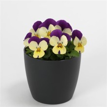 img-1: Виола рогатая Квиктайм Лемон Джамп Ап [1000 шт] - ООО «Семена Тут»