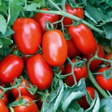 Томат Ретана F1 - ООО «Семена Тут»