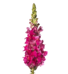 img-1: Львиный зев Тулон (группа 4) Парпл [1000 шт] - ООО «Семена Тут»