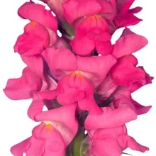 Львиный зев Орлеан F1 (группа 3,4) Роуз [1000 шт] - ООО «Семена Тут»