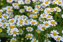 img-2: Пиретрум Кампань [1000 драже] - ООО «Семена Тут»