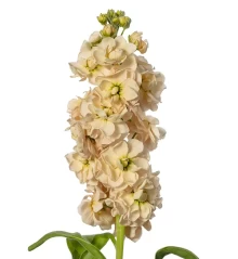 img-1: Маттиола Джордин Эприкот [100 шт] - ООО «Семена Тут»