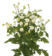 img-1: Пиретрум Лима [100 драже] - ООО «Семена Тут»