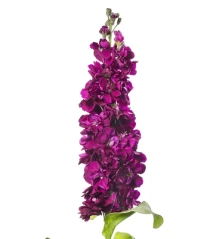 img-1: Маттиола Милла Парпл [100 шт] - ООО «Семена Тут»