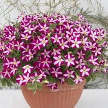 Петуния гибридная Стеллина Стар [100 драже] - ООО «Семена Тут»