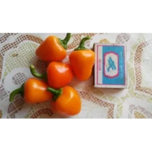 img-1: Перец Тема - ООО «Семена Тут»