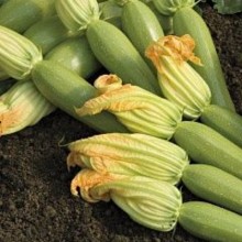 Кабачок Невира F1 - ООО «Семена Тут»