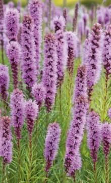 img-1: Лиатрис точечный [2 гр] - ООО «Семена Тут»
