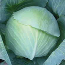 Капуста белокочанная Доминатор F1 (инкруст. семена) - ООО «Семена Тут»