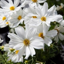 img-1: Космея Апполо Вайт [500 шт] - ООО «Семена Тут»