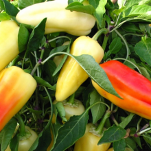 Перец Флексум F1 - ООО «Семена Тут»