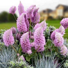 Птилотус возвышенный Джой [50 шт] - ООО «Семена Тут»