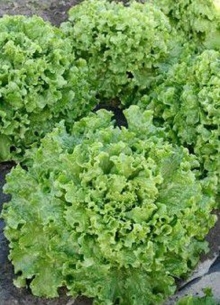 img-1: Салат Абрек - ООО «Семена Тут»