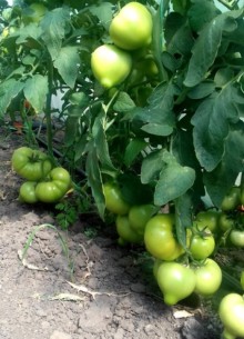 img-1: Томат Аксель F1 - ООО «Семена Тут»