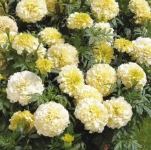 Бархатцы прямостоячие Альбатрос - ООО «Семена Тут»