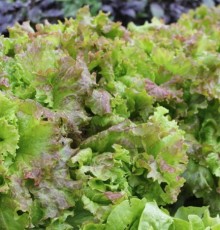 Салат Анапчанин - ООО «Семена Тут»