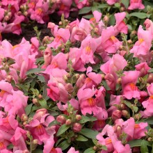 Львиный зев ампельный Кенди Шауэрс Пинк [1000 шт] - ООО «Семена Тут»