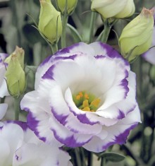 Эустома Арена 3 Блю Пикоти [1000 драже] - ООО «Семена Тут»