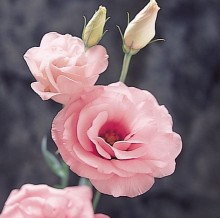 Эустома Арена 3 Пинк [1000 драже] - ООО «Семена Тут»