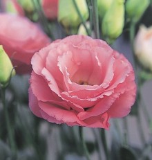 Эустома Арена 4 Роуз [1000 драже] - ООО «Семена Тут»