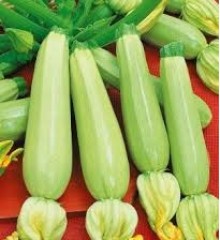 Кабачок Астроном - ООО «Семена Тут»