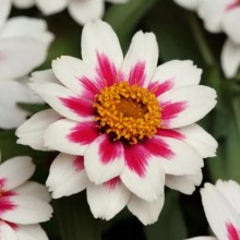 Цинния Захара Роуз Старлайт [1000 шт] - ООО «Семена Тут»