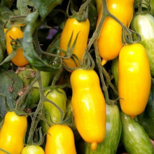 Томат Банановые ноги F1 - ООО «Семена Тут»