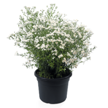 img-2: Тысячелистник птармика Маршмэллоу [100 драже] - ООО «Семена Тут»