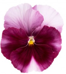 Виола крупноцветковая Премьер Бекон Роуз [1000 шт] - ООО «Семена Тут»