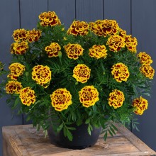 Бархатцы отклоненные Манго Танго [200 шт] - ООО «Семена Тут»