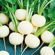 Дайкон Белое солнце - ООО «Семена Тут»