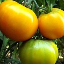 Томат Ананас Бильбао - ООО «Семена Тут»