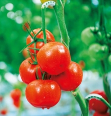 Томат Блиц F1 - ООО «Семена Тут»