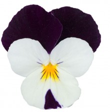 Виола рогатая Перфето Блю энд Вайт [100 шт] - ООО «Семена Тут»