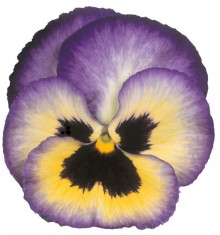 Виола крупноцветковая Премьер Блюберри трилл [1000 шт] - ООО «Семена Тут»