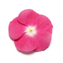 Катарантус Пацифика Маджента Хало [1000 шт] - ООО «Семена Тут»