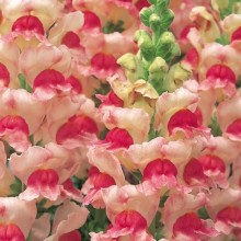 Львиный зев Опус 3/4 Эпплблоссом [1000 шт] - ООО «Семена Тут»