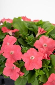 img-1: Петуния мультифлора БУМ Эйч Ди Салмон [1000 драже] - ООО «Семена Тут»