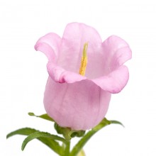 Колокольчик средний Чемпион Пинк [100 драже] - ООО «Семена Тут»