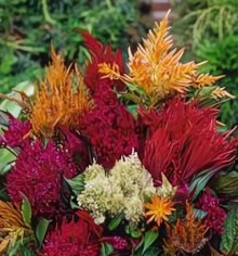 Целозия перистая Пампас Плюм Смесь окрасок - ООО «Семена Тут»