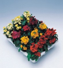 Лакфиоль (Хейрантус) Черити микс  [1000 шт] - ООО «Семена Тут»