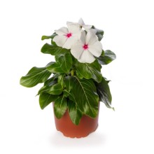 img-1: Катарантус Блокбастер Пепперминт [100 шт] - ООО «Семена Тут»