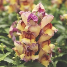 Львиный зев Крэкл энд Поп Сансет [1000 шт]* - ООО «Семена Тут»